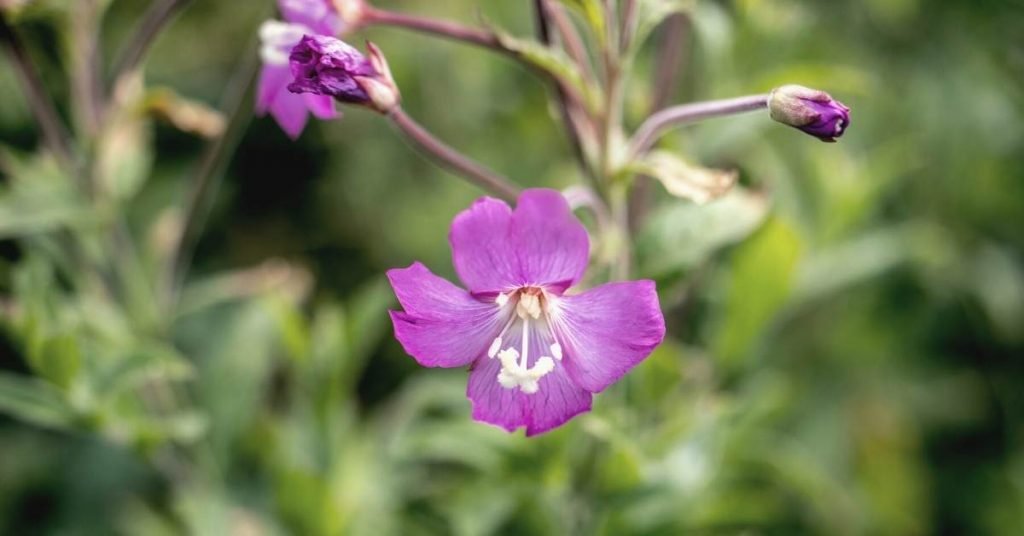 Hoary Willowherb Tea Benefits