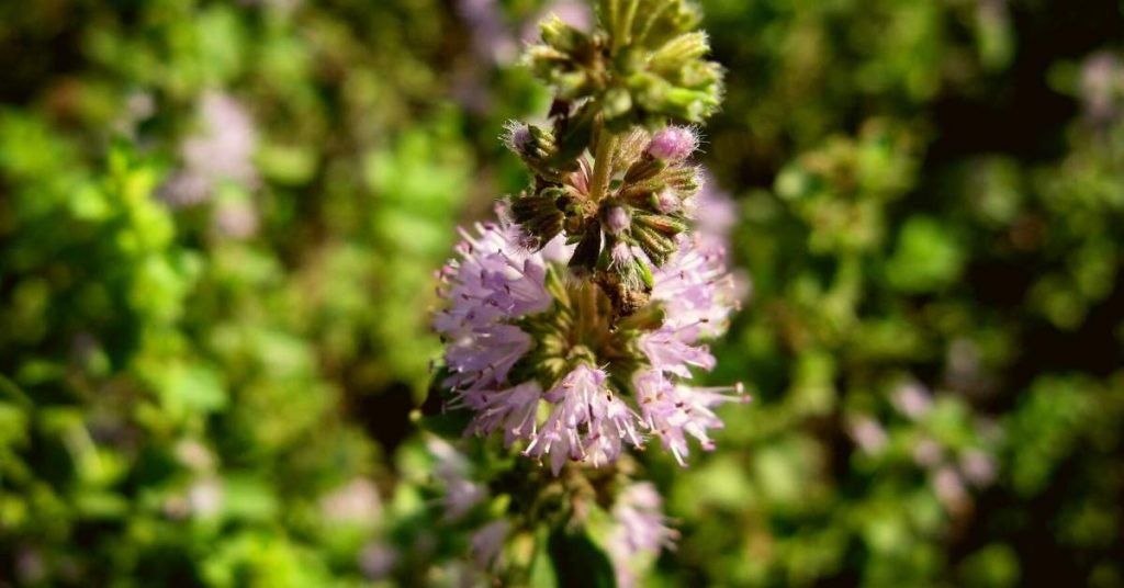 White Pennyroyal - Infusions to Eliminate Intestinal Gases