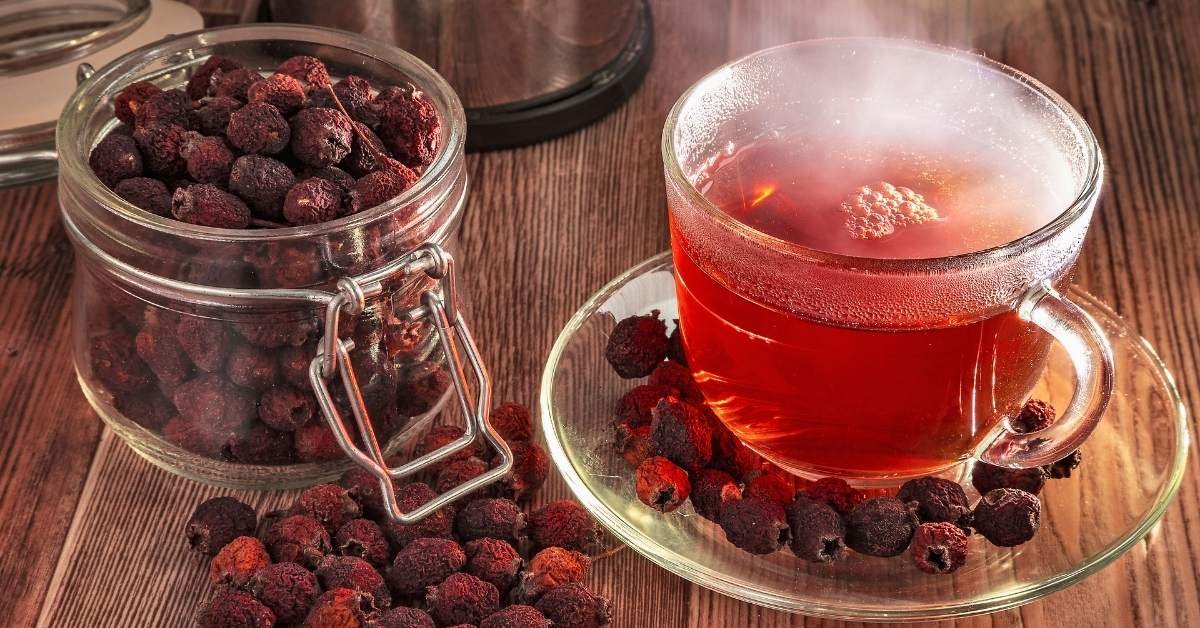 hawthorn-berries-tea-all-you-need-to-know-it-s-never-not-teatime