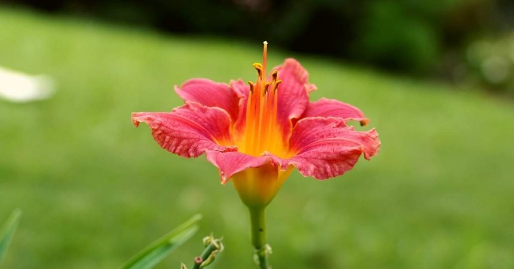 Lily Flower Tea Benefits