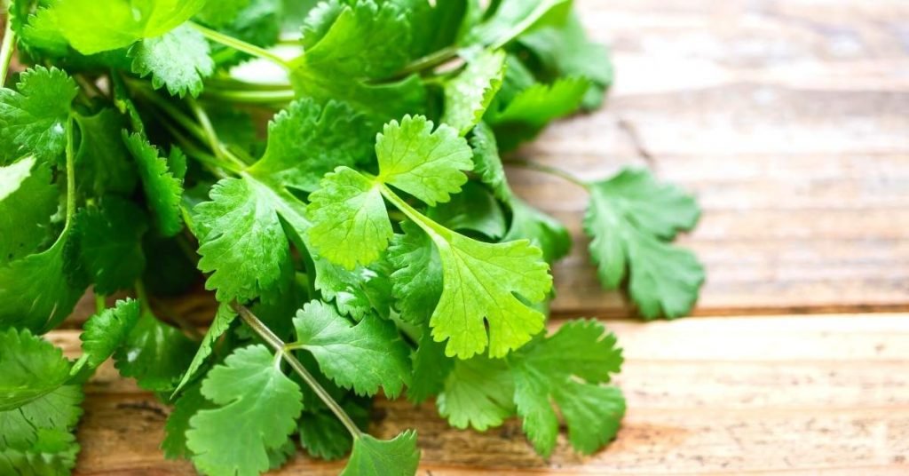  Medicinal Properties of Coriander Tea