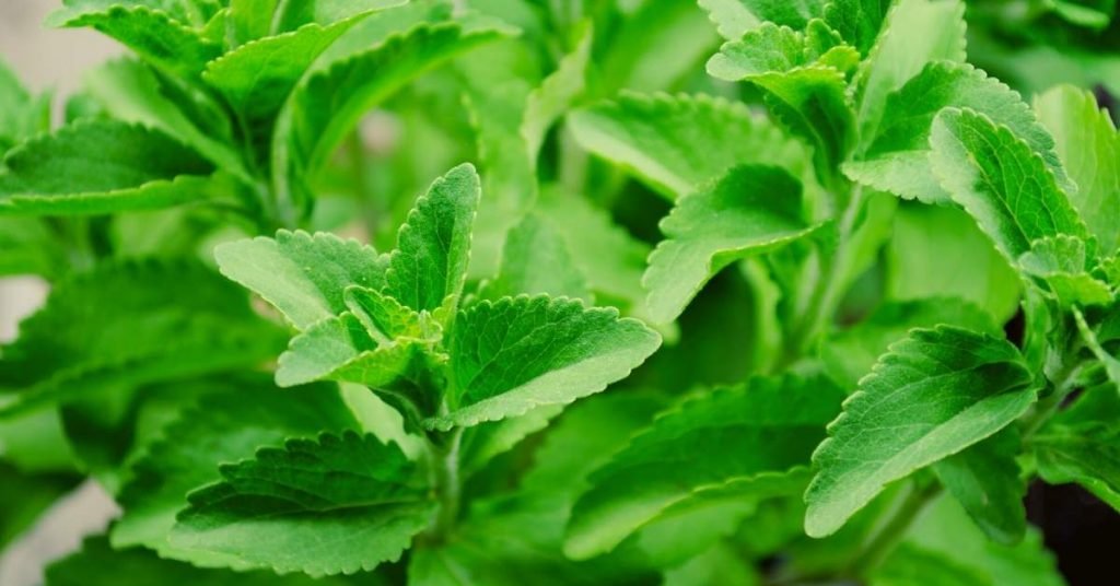 Origin and History of Stevia