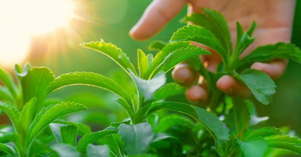 What Are the Medicinal Properties of Stevia