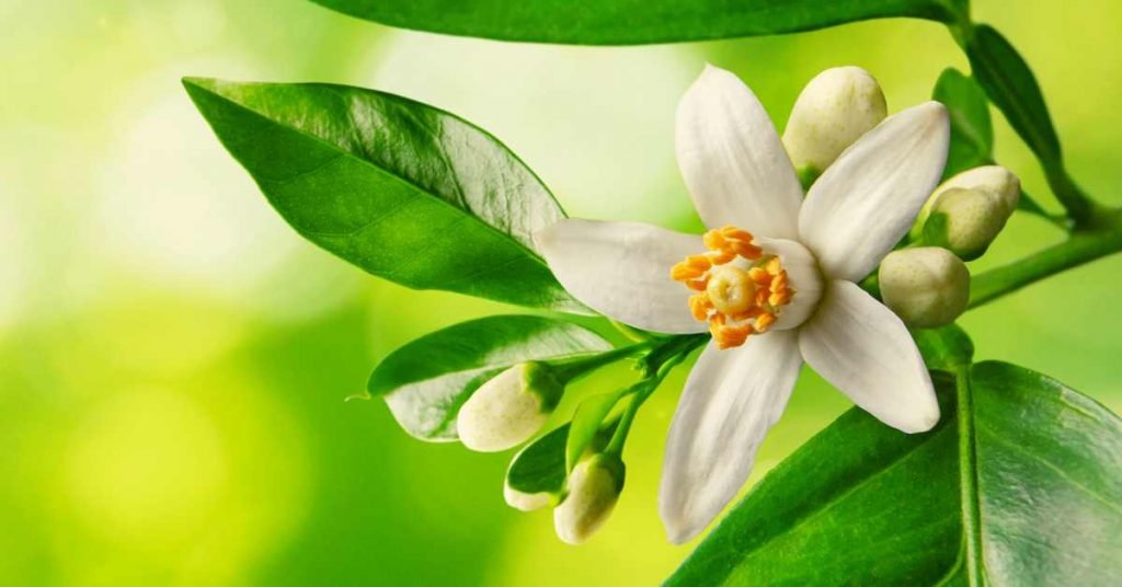 Orange Blossom, Passionflower, and Lemon Balm for Pregnant Women and How to Use Them