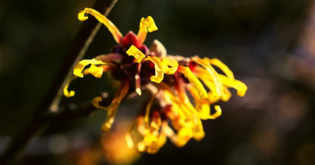 Witch Hazel for Hot Flashes and Night Sweats
