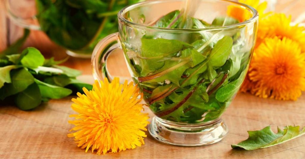 Dandelion Infusion Tea for Fatty Liver