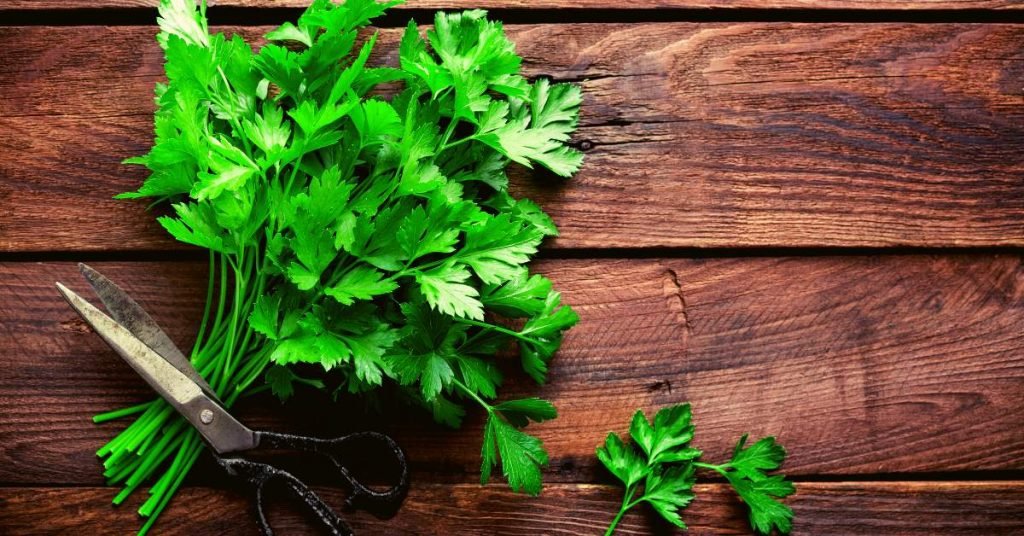 Parsley Infusion Tea for Anemia