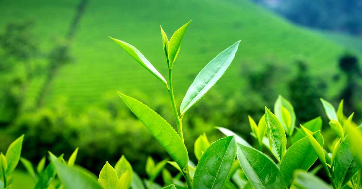 What Are Tea Flavonoids All You Need to Know It's Never Not Teatime