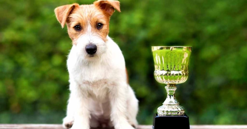 Benefits of Green Tea for Dogs