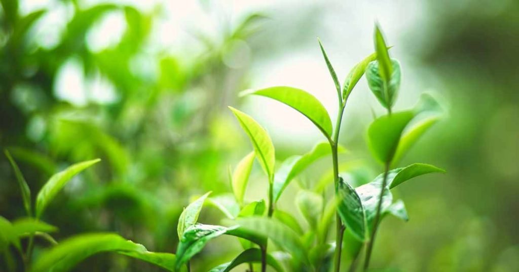 Assam Green Teas from India