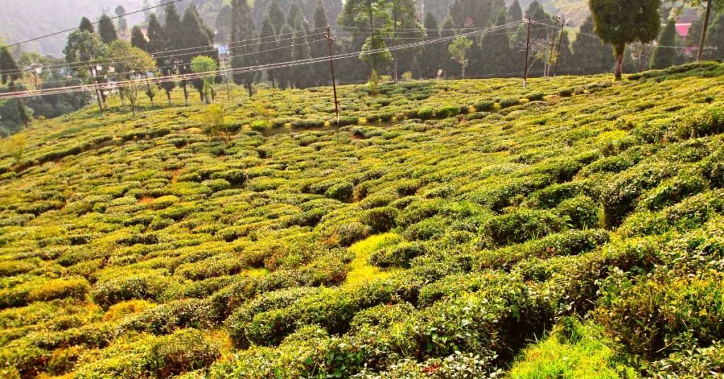 Darjeeling Tea Unveiling the Hidden Delights in Your Cup