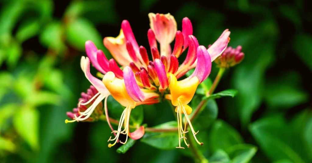 Therapeutic benefits of honeysuckle flower tea