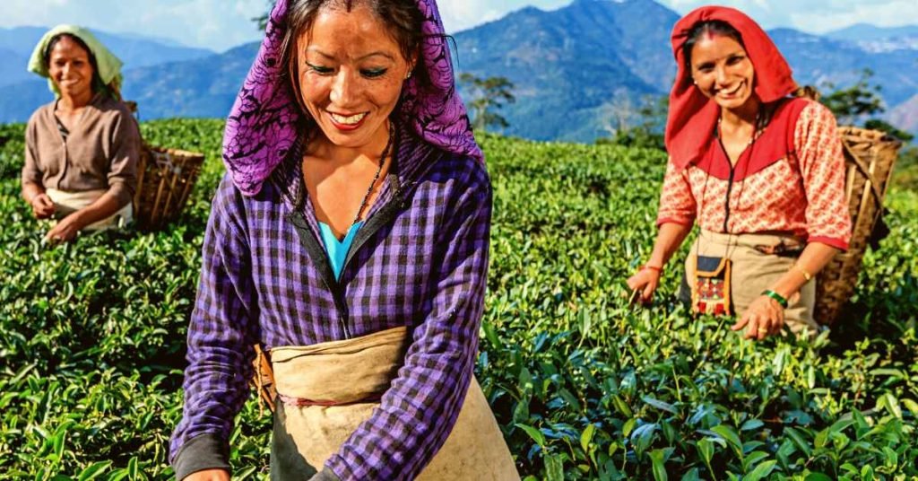 Where Is Darjeeling Tea From