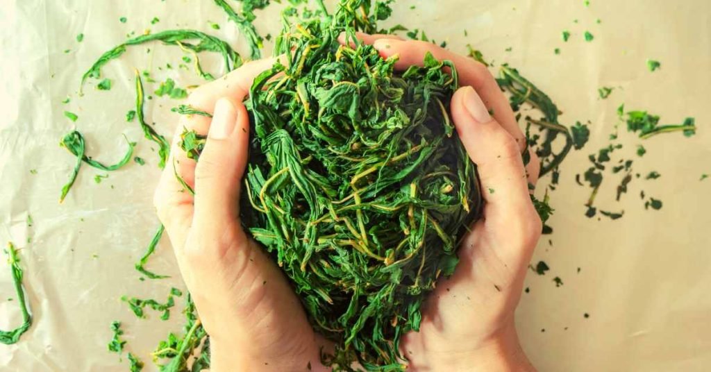 Plucking and Gathering for Processing Tea