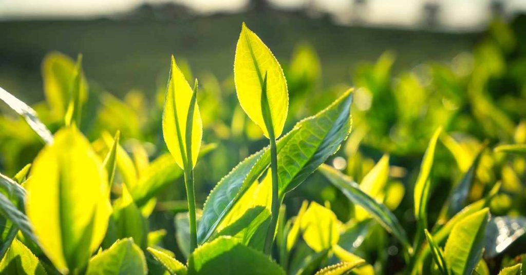 Unveiling the Secrets Behind Multiple Infusions of Tea Leaves