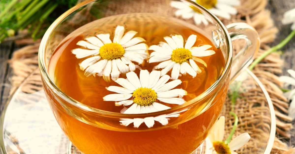 The Safety of Chamomile Tea for Babies: Debunking Myths and Exploring ...