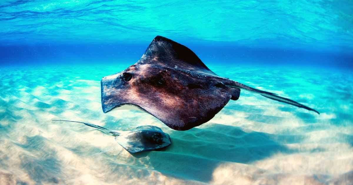 Tea Poultices: A Natural Remedy for Stingray Wounds - It's Never Not ...