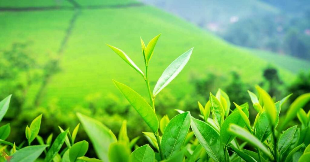 Roasting Green Tea for Optimal Brain Function