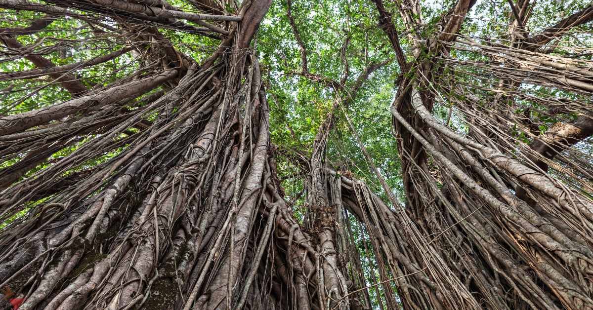 The Magnificent Banyan Tree Tea: History, Benefits, And Uses - It's 