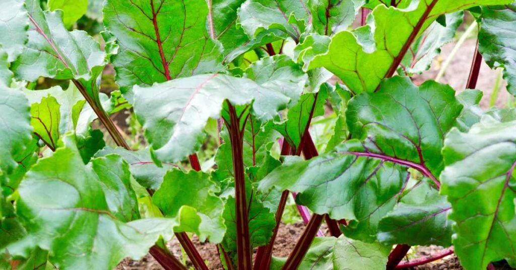 Can I Make Tea with Beet Leaves