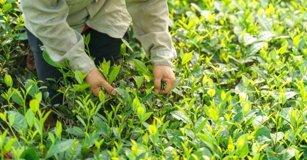 Impact on Global Tea Production
